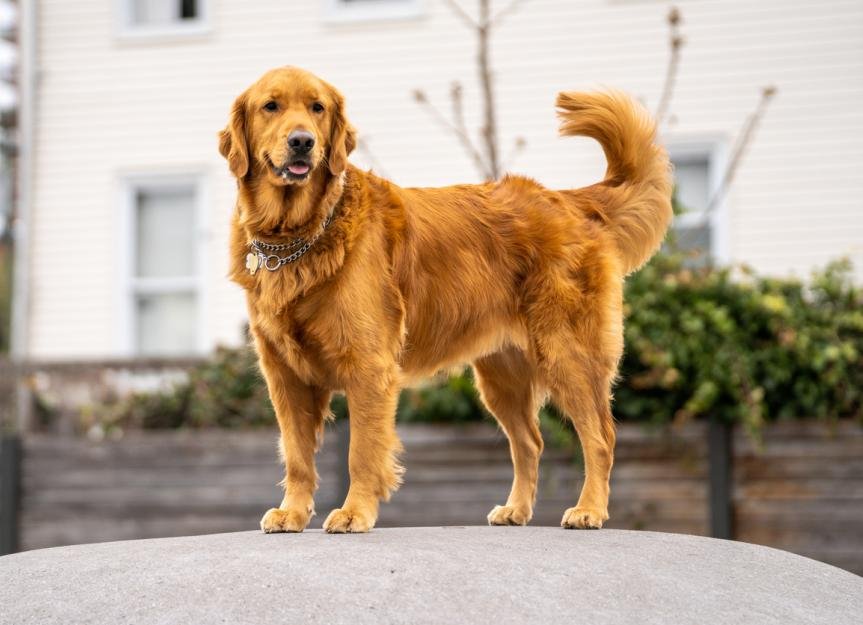 Golden+Retrievers+dans+pet+care